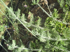Lavandula multifida