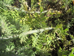Lavandula multifida