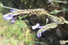 Lavandula multifida