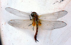 Pantala flavescens
