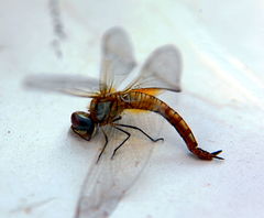 Pantala flavescens