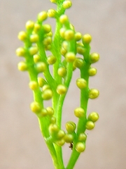 Botrychium angustisegmentum