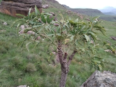 Cussonia paniculata paniculata