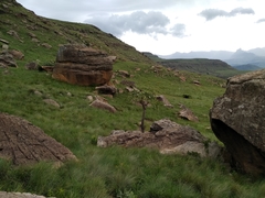 Cussonia paniculata paniculata