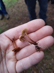 Mycetinis copelandii