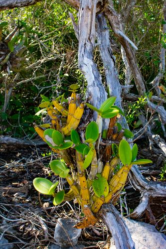 Christina’s Ant-loving Orchid