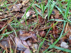 Mycetinis copelandii