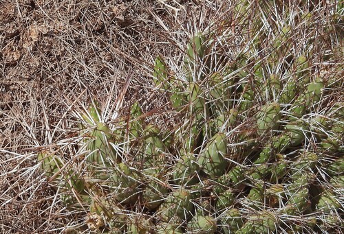 Maihueniopsis camachoi