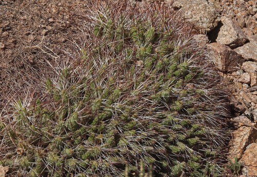 Maihueniopsis camachoi