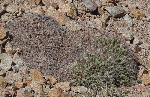 Maihueniopsis camachoi