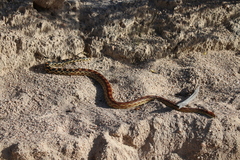 Pituophis vertebralis
