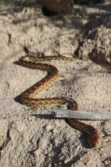Pituophis vertebralis