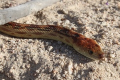 Pituophis vertebralis