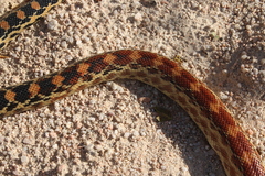 Pituophis vertebralis