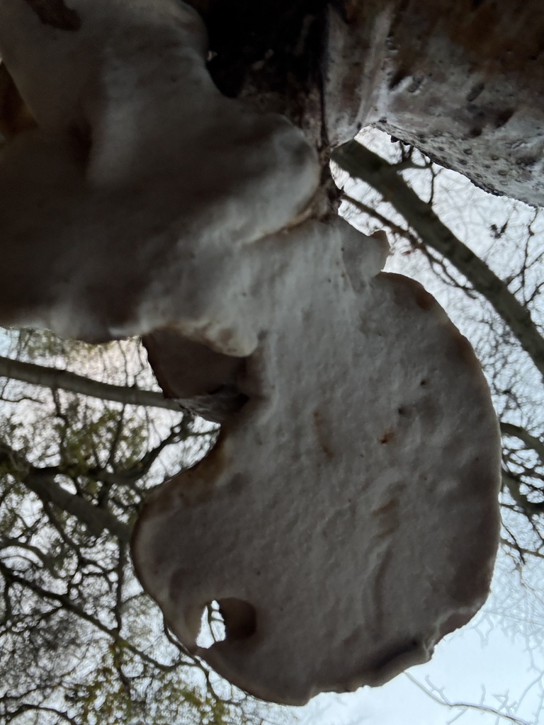 Fomitopsis betulina · November 2025 · photo: © cjoynson (iNaturalist, cc0)