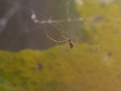 Argyrodes fissifrons