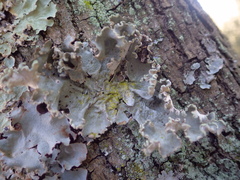 Parmotrema hypoleucinum