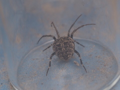 Neoscona nautica