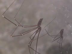 Smeringopus pallidus