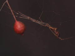 Argyrodes fissifrons