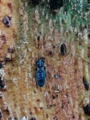 Dimorphopterus spinolae