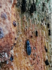 Dimorphopterus spinolae