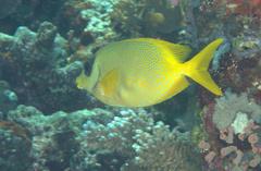 Siganus corallinus