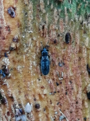 Dimorphopterus spinolae