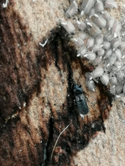 Dimorphopterus spinolae