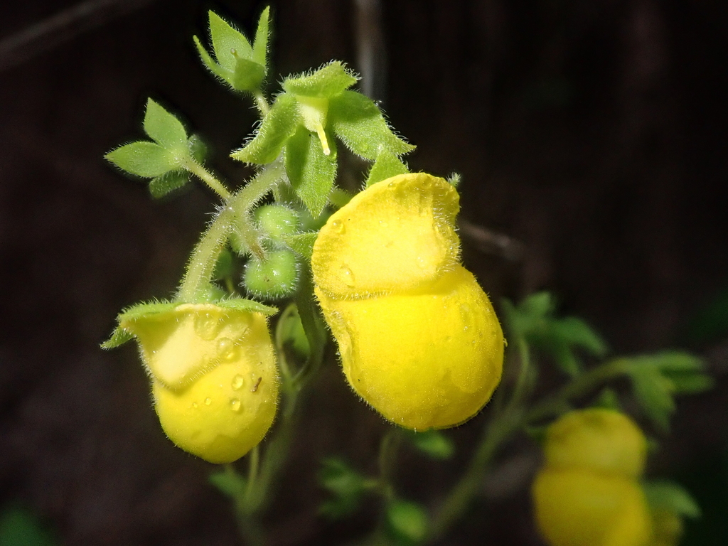 Calceolaria elatior