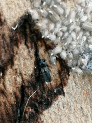 Dimorphopterus spinolae