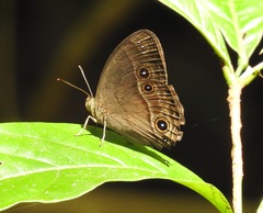 Mycalesis tagala