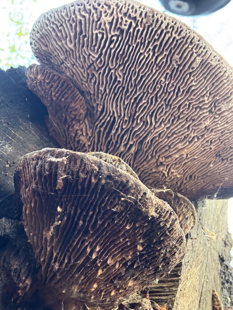 Fomitopsis quercina · November 2025 · photo: © cjoynson (iNaturalist, cc0)