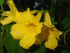 Dolichandra quadrivalvis