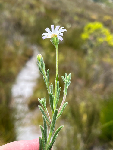 Overberg Plumeseed (Zyrphelis spathulata)