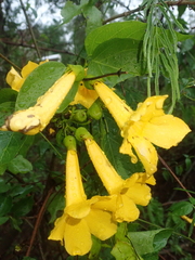 Dolichandra quadrivalvis