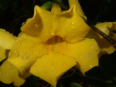 Dolichandra quadrivalvis