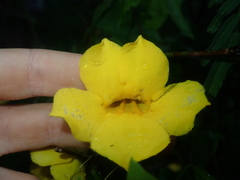 Dolichandra quadrivalvis