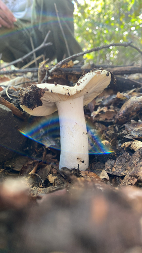 iNaturalist observation photo of Milkcaps, Brittlegills and Allies