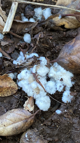 iNaturalist observation photo of Fungi Including Lichens