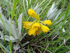Eulophia leontoglossa