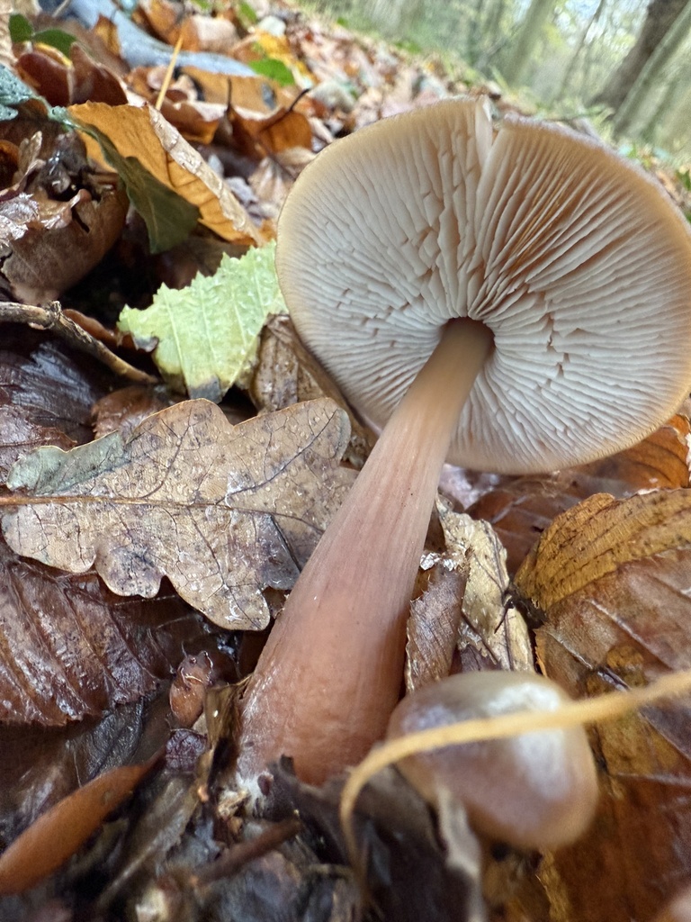 Rhodocollybia asema · November 2025 · photo: © cjoynson (iNaturalist, cc0)