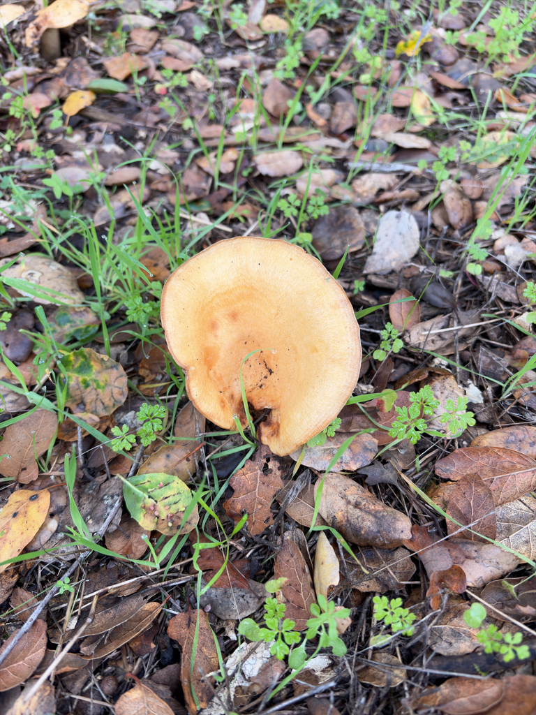 Lactarius alnicola · November 2025 · photo: © fffjayare (iNaturalist, cc-by)