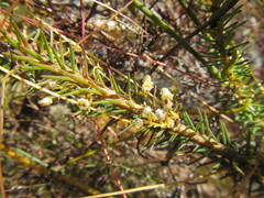 Cuscuta nitida