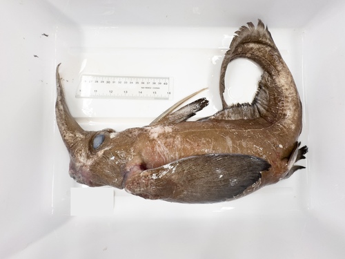 Smallspine spookfish (Harriotta haeckeli) — Rhinochimaeridae — 4