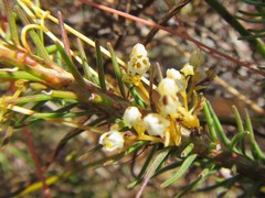 Cuscuta nitida
