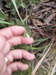 Dyschoriste setigera