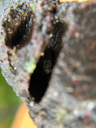 Unknown species found near Birchwood Ln, Salisbury Mills, NY, US