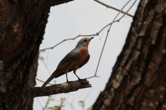 Melaenornis semipartitus