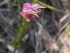 Disperis paludosa